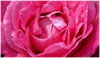 mostra dei fiori di Cattolica